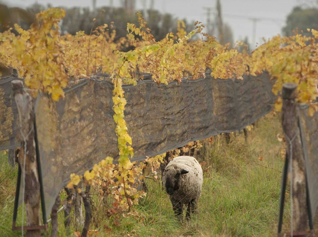 Mouton dans l'inter-rang d'un vignoble